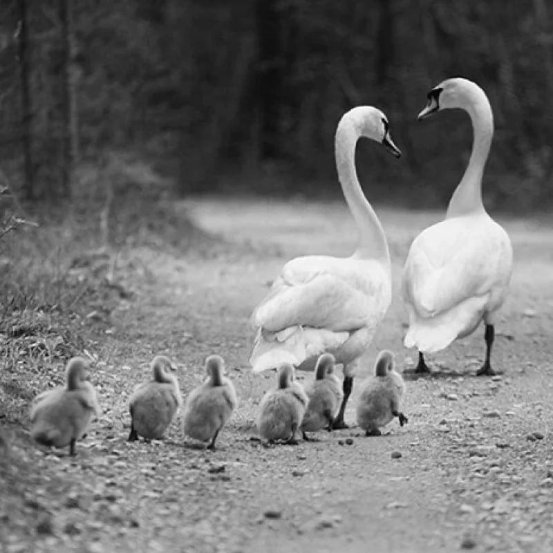 kopie-dreamstime-l-625470jpg